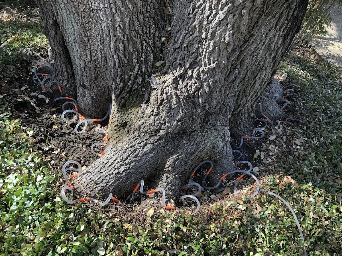 Detailed Tree Cabling and Bracing job site in Middle River